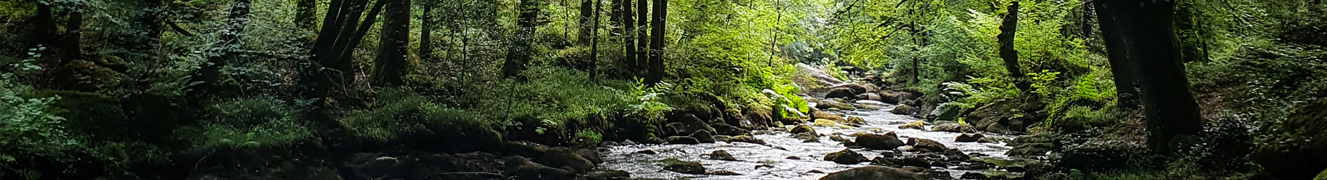 Une rivière dans une forêt en clair obscur