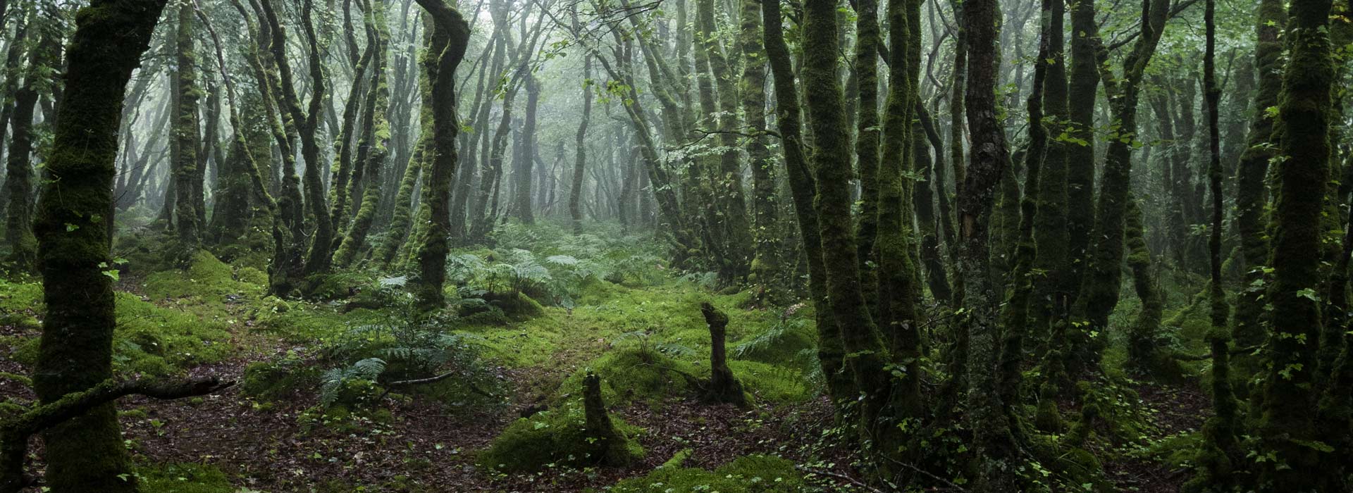 Sylvareliance et animareliance dans les forêts de Bretagne