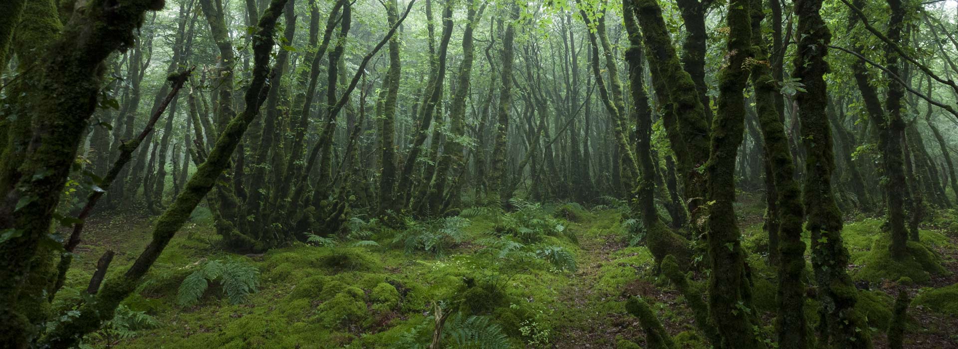 Un chemin dans une forêt brumeuse où lon peut se relier et communiquer avec les arbres