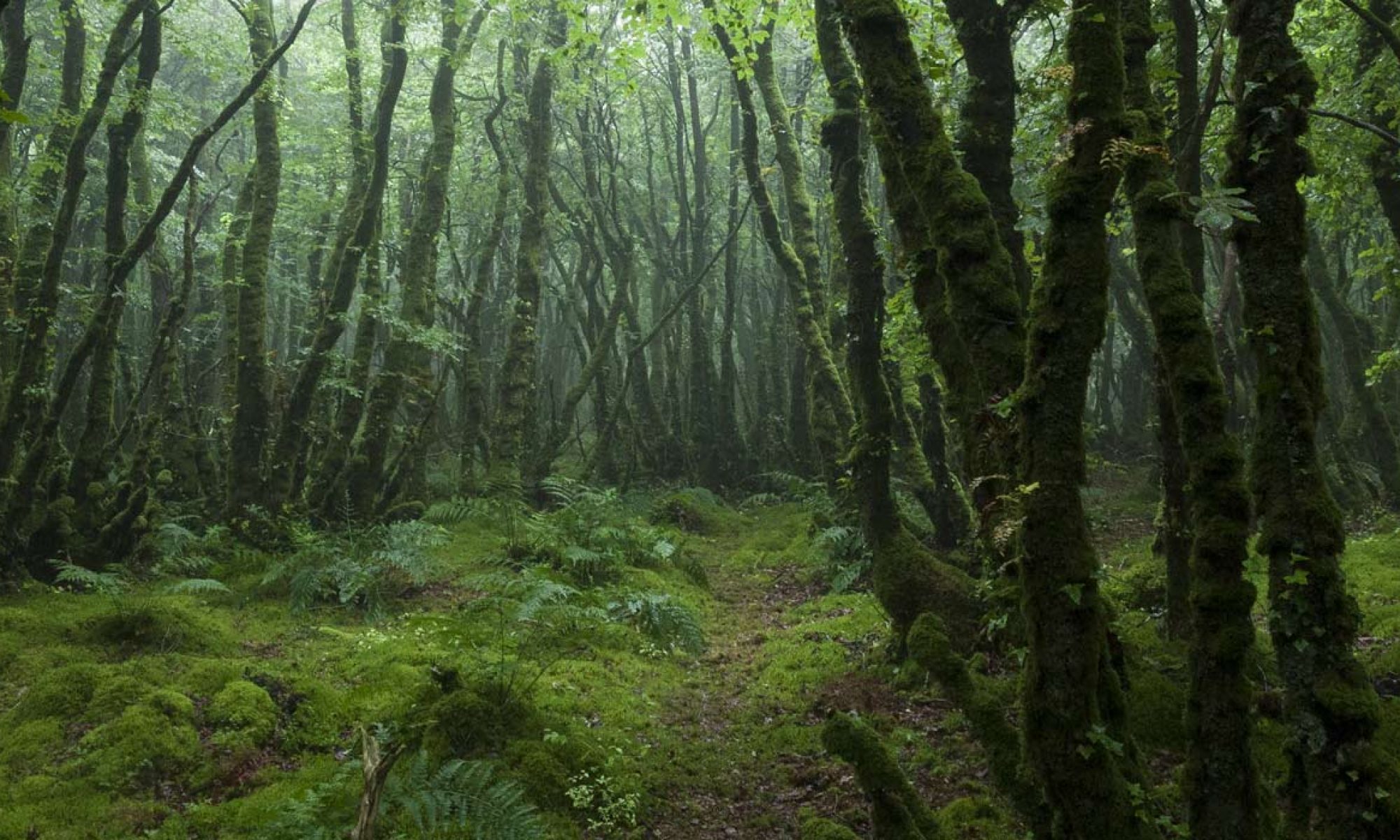 Un chemin dans une forêt brumeuse où lon peut se relier et communiquer avec les arbres
