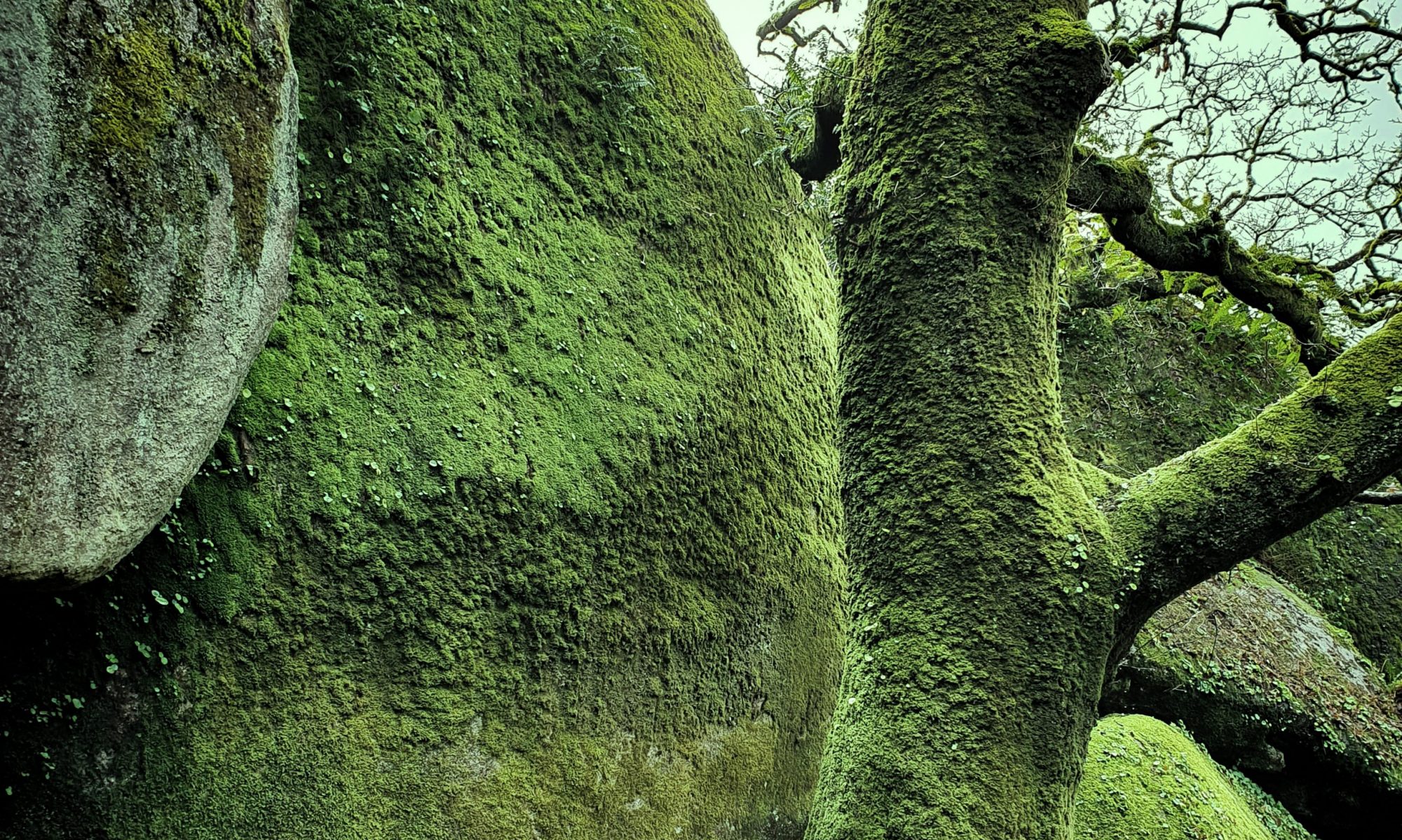 un chêne devant un gros rocher en Huelgoat